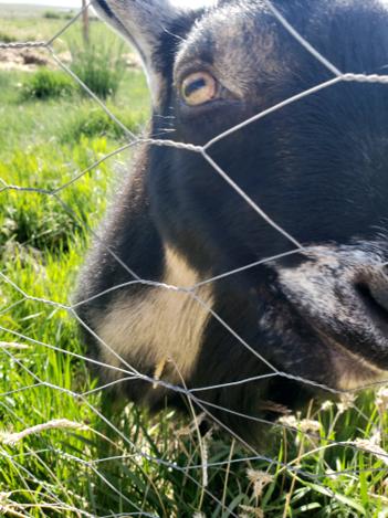 A black and tan goat pressing its face against the pasture fence