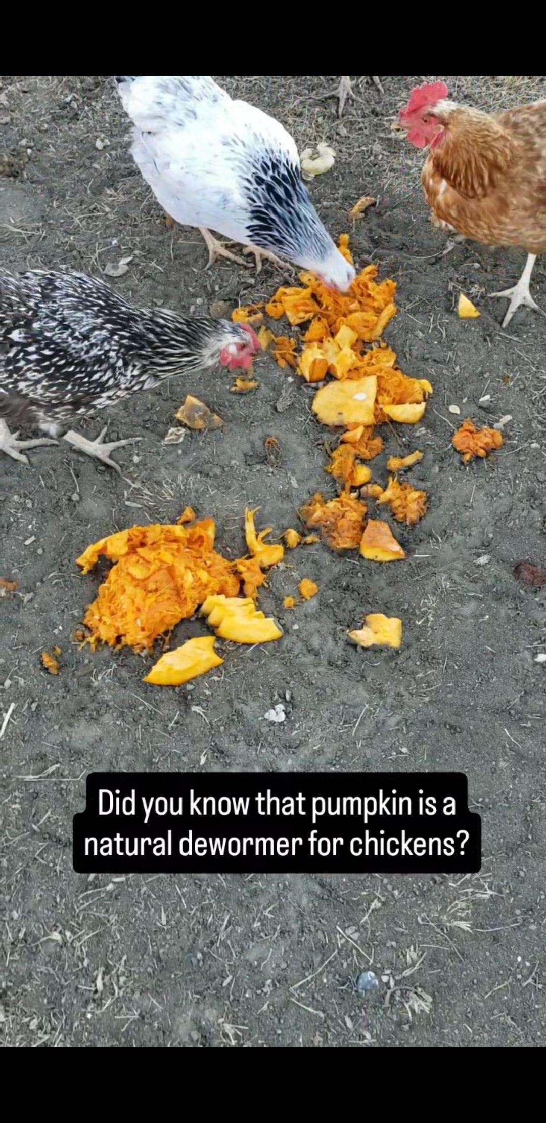 Three hens pecking at chunks of raw pumpkin scattered on the ground
