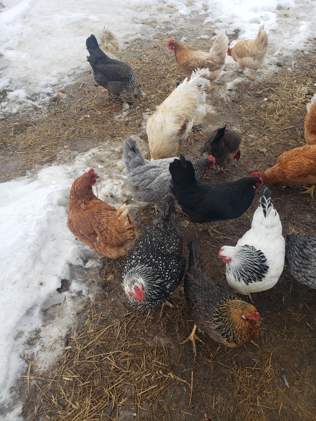 Getting Your Chickens Ready for Winter