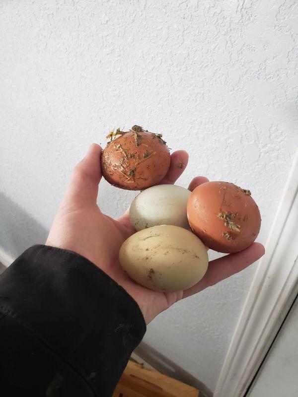 A hand holding four freshly gathered eggs in shades of brown and pale green
