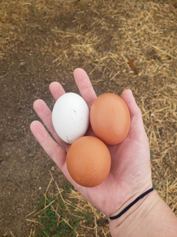 A hand holding three freshly gathered eggs, one white and two brown