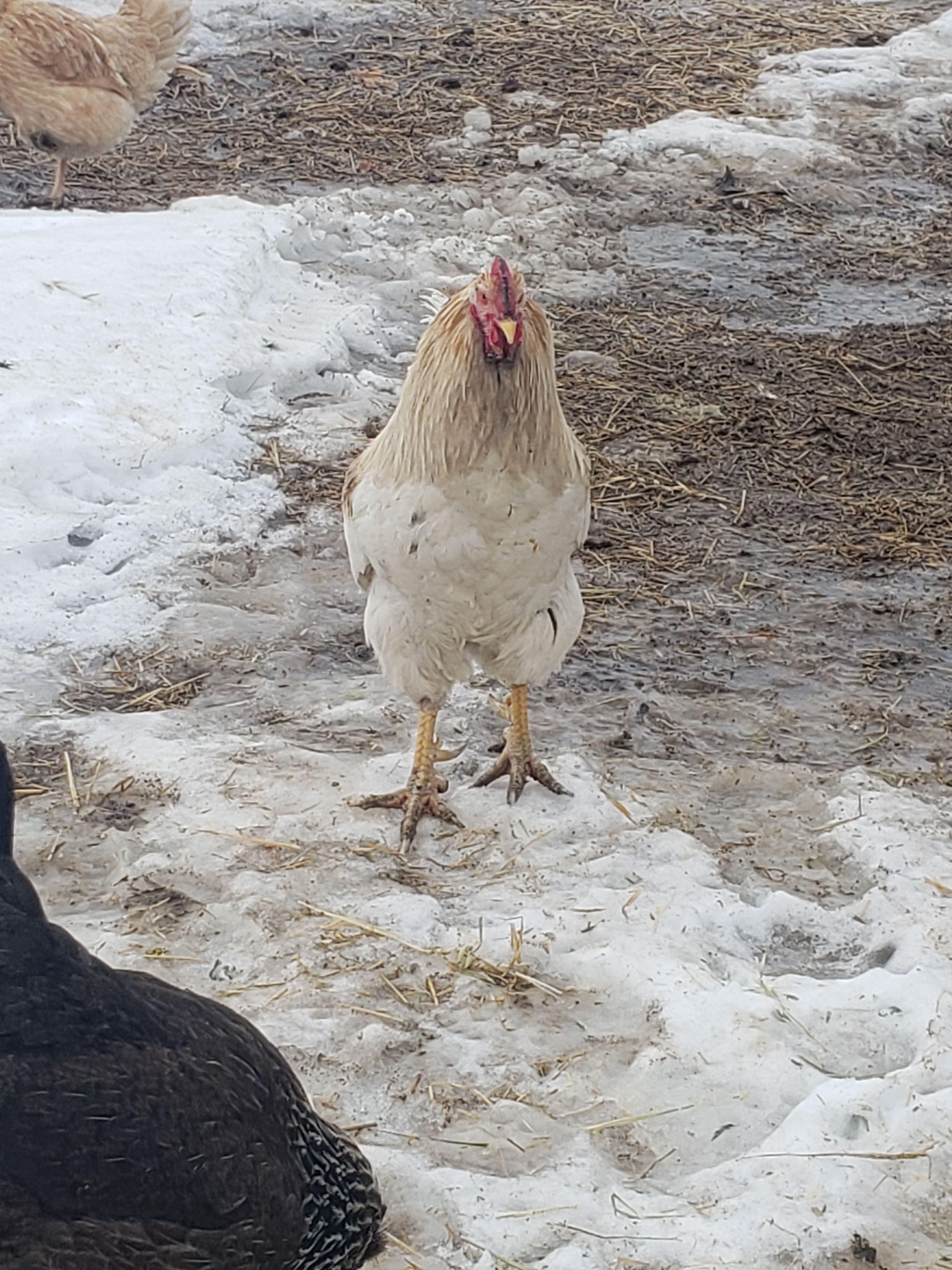A white hen scratching through snow-covered ground outside the coop