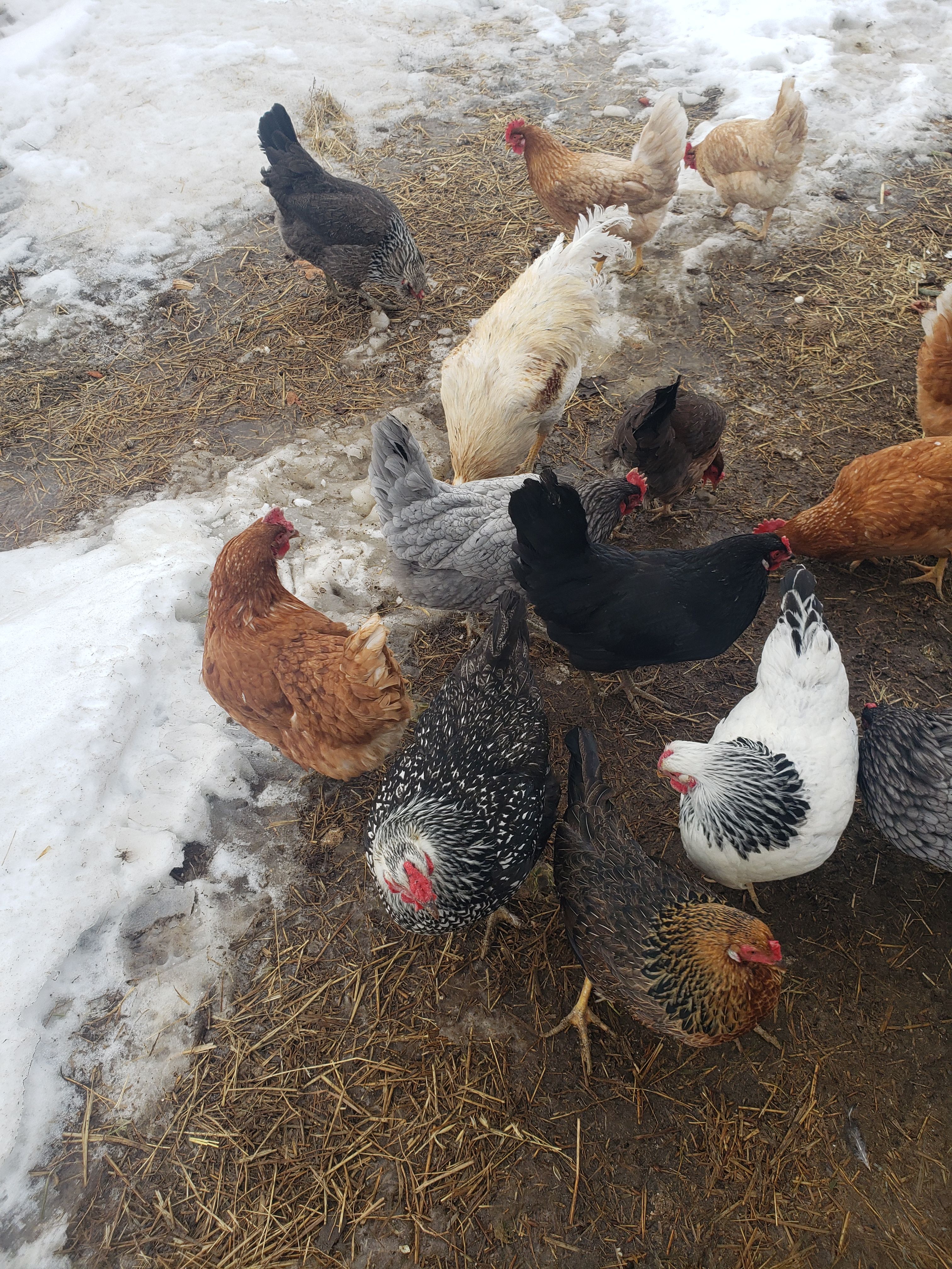 Getting Your Chickens Ready for Winter