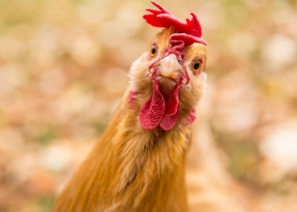 Raising Chickens for Fresh Eggs